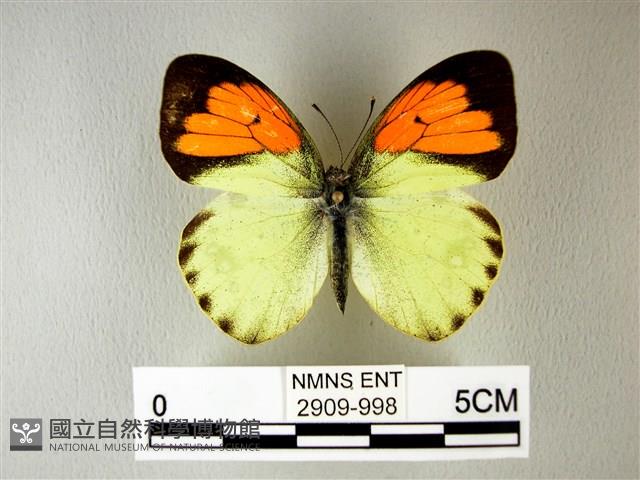 異粉蝶、雌白黃蝶藏品圖，第1張