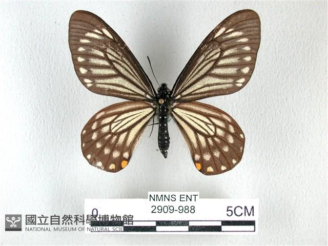 黃星斑鳳蝶藏品圖，第1張