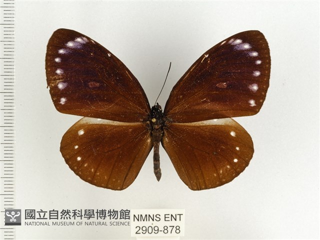小紫斑蝶藏品圖，第1張