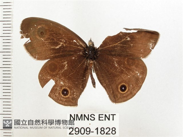 白帶波眼蝶藏品圖，第1張