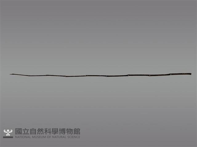 祭桿藏品圖，第1張