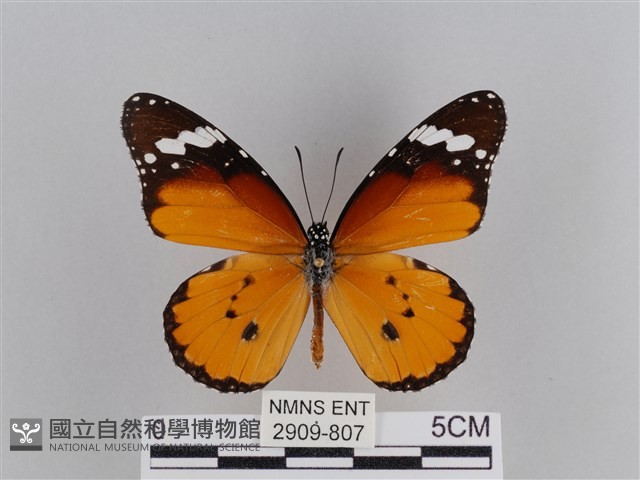 樺斑蝶藏品圖，第1張
