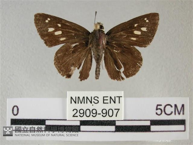 黑星弄蝶藏品圖，第1張