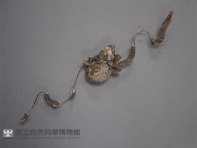 剪黏(葫蘆)藏品圖，第1張