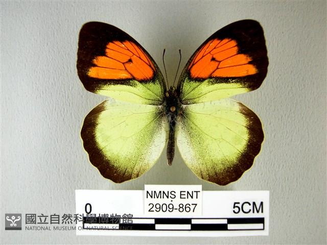 異粉蝶、雌白黃蝶藏品圖，第1張