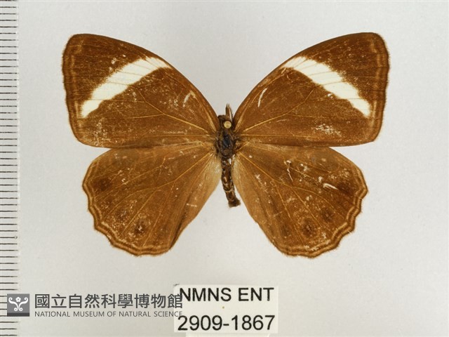玉帶黛眼蝶藏品圖，第1張