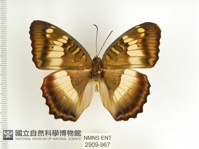 臺灣翠蛺蝶藏品圖，第1張