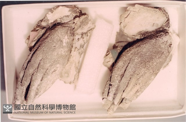 剪黏(佛手)藏品圖，第1張