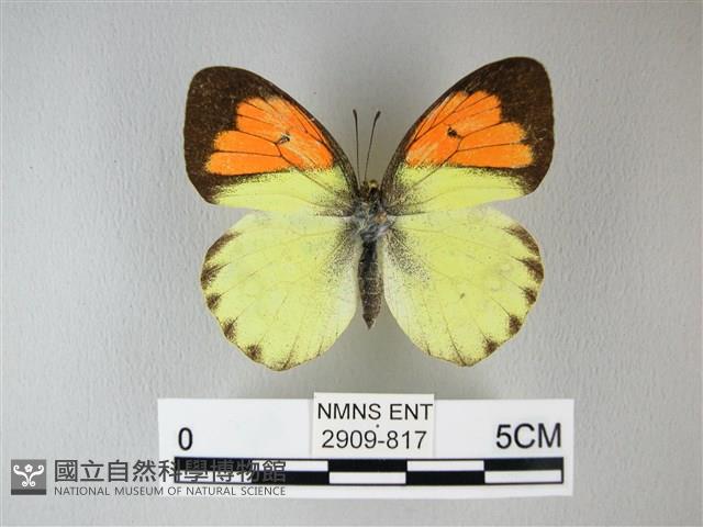異粉蝶、雌白黃蝶藏品圖，第1張