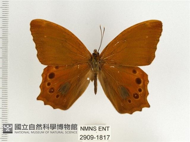 棕褐黛眼蝶藏品圖，第1張