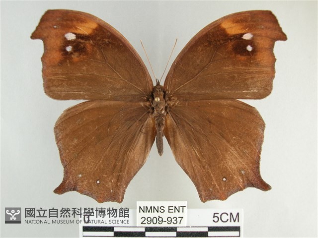 森林暮眼蝶、黑樹蔭蝶藏品圖，第1張