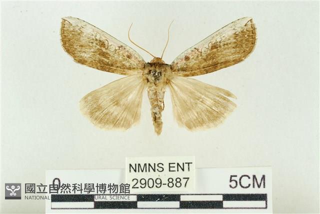 臺洒波紋蛾藏品圖，第1張