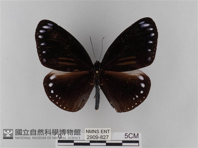 雙標紫斑蝶藏品圖，第1張