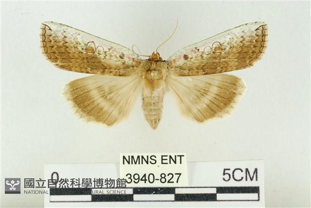 臺洒波紋蛾藏品圖，第1張
