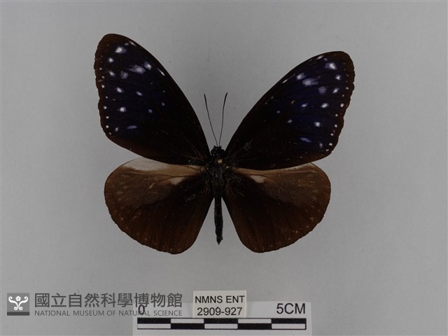 異紋紫斑蝶藏品圖，第1張