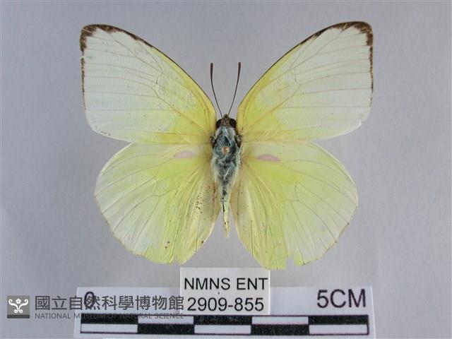 遷粉蝶、淡黃蝶藏品圖，第1張