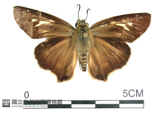 長翅弄蝶藏品圖，第1張