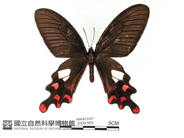 多姿麝鳳蝶藏品圖，第1張