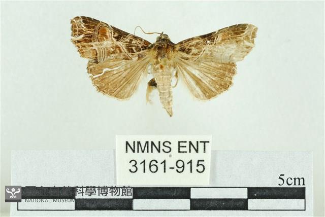 粉紅帶散紋夜蛾藏品圖，第1張