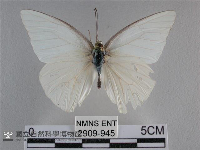 尖翅尖粉蝶藏品圖，第1張