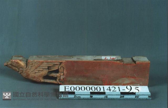 雞舌木藏品圖，第1張