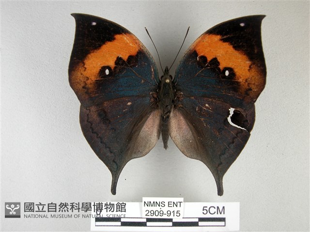 枯葉蝶藏品圖，第1張