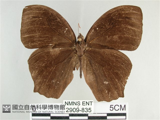 森林暮眼蝶、黑樹蔭蝶藏品圖，第1張