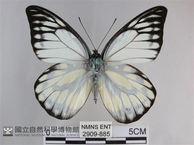 鋸粉蝶藏品圖，第1張