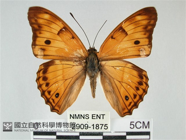 金鎧蛺蝶藏品圖，第1張