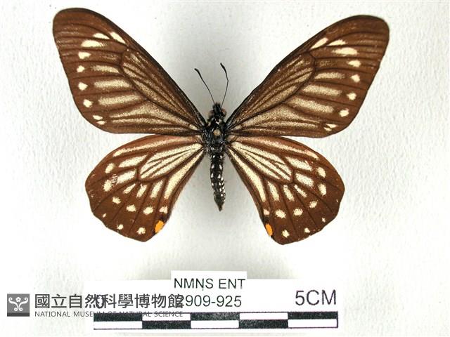 黃星斑鳳蝶藏品圖，第1張