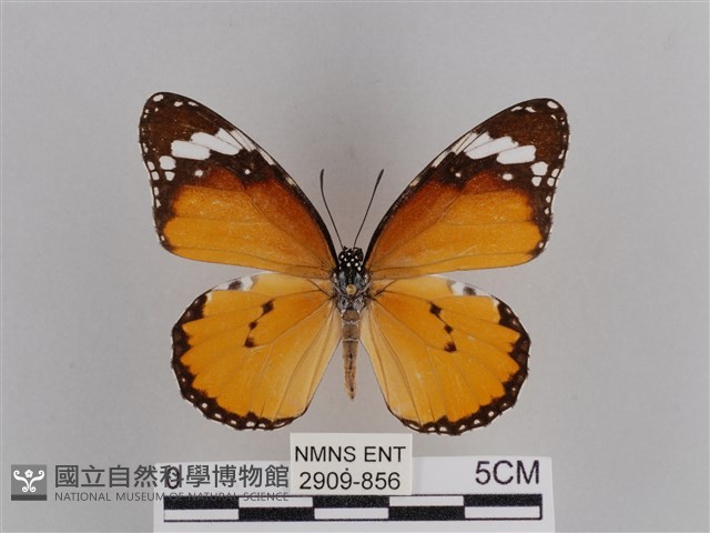 樺斑蝶藏品圖，第1張
