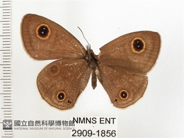 白帶波眼蝶藏品圖，第1張