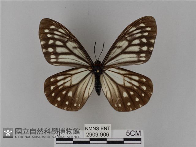 臺灣絹蛺蝶藏品圖，第1張