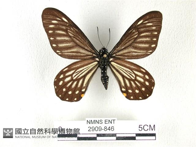 黃星斑鳳蝶藏品圖，第1張