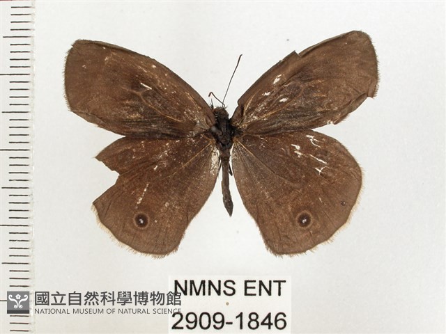 白帶波眼蝶藏品圖，第1張