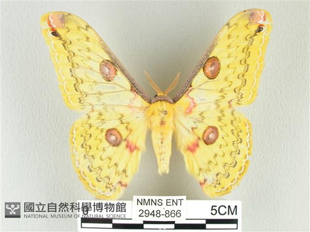 黃豹天蠶蛾藏品圖，第1張