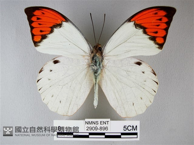 橙端粉蝶、端紅蝶藏品圖，第1張