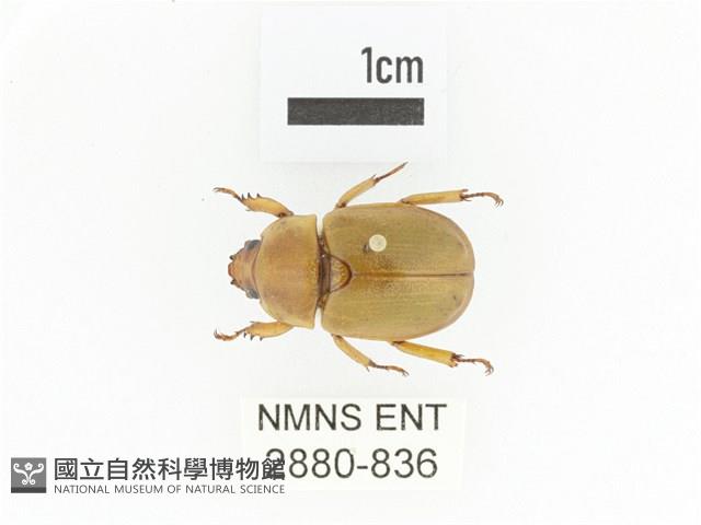 臺灣鍬形金龜藏品圖，第1張