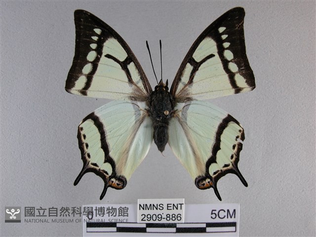 小雙尾蛺蝶藏品圖，第1張
