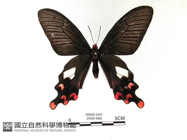 多姿麝鳳蝶藏品圖，第1張