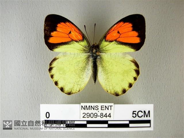 異粉蝶、雌白黃蝶藏品圖，第1張
