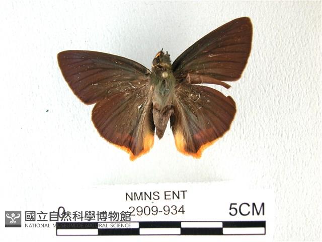 綠弄蝶藏品圖，第1張