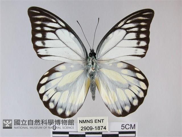 鋸粉蝶藏品圖，第1張