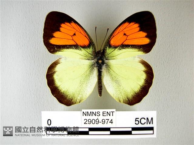 異粉蝶、雌白黃蝶藏品圖，第1張