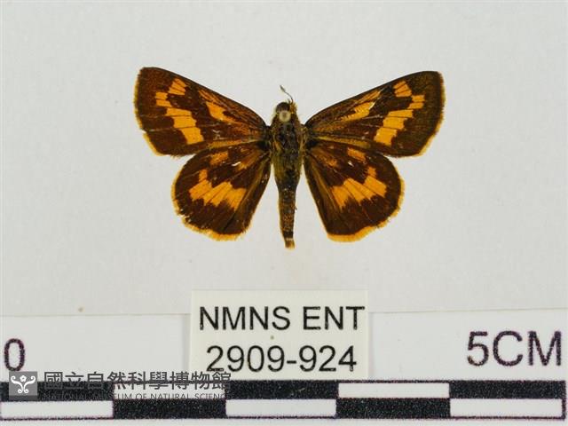 淡黃斑弄蝶藏品圖，第1張