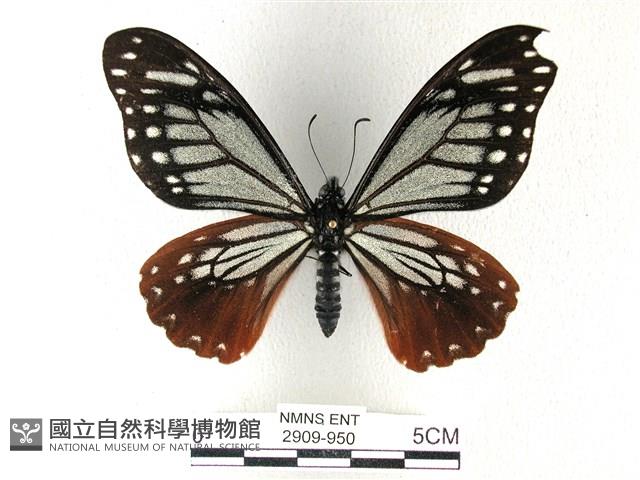 斑鳳蝶藏品圖，第1張