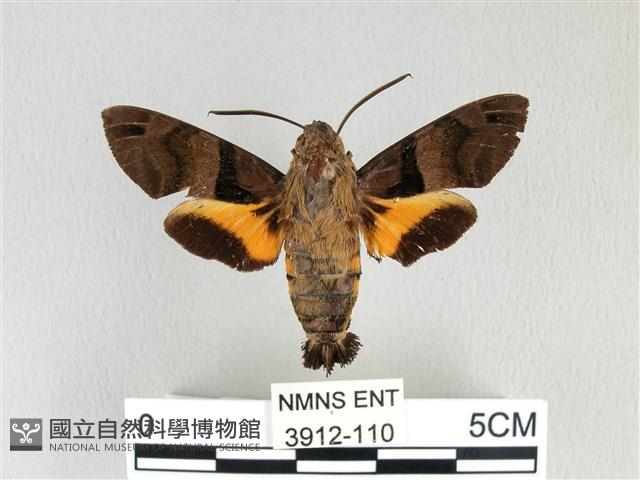 膝帶長喙天蛾藏品圖，第1張