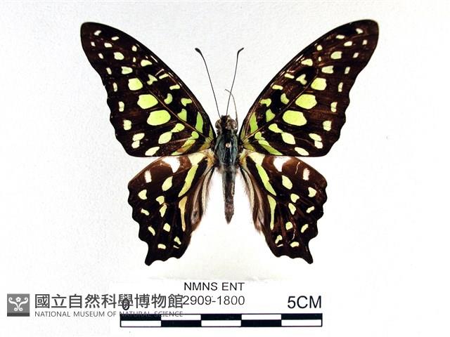 翠斑青鳳蝶藏品圖，第1張