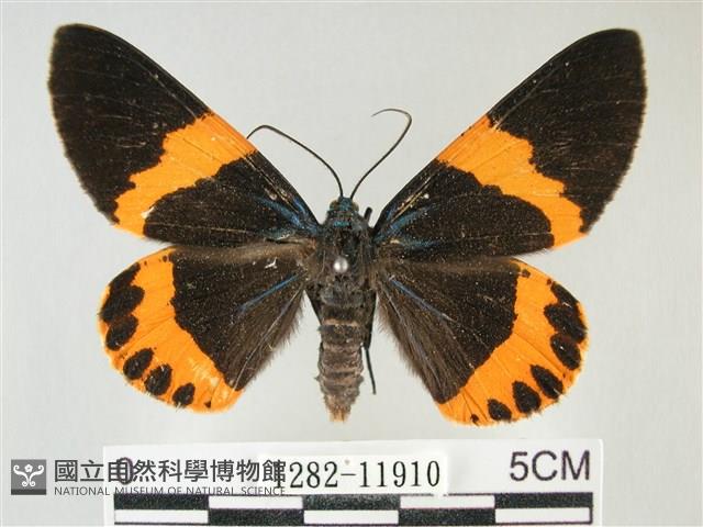 橙帶藍尺蛾藏品圖，第1張