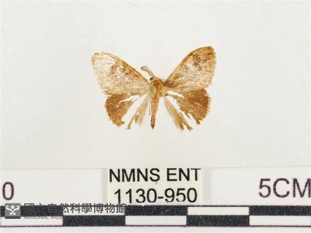 小白紋毒蛾藏品圖，第1張